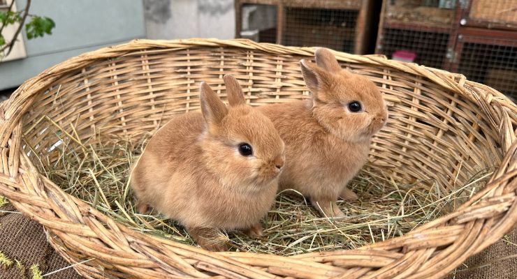 Ağrı Büyümeyen Tavşan