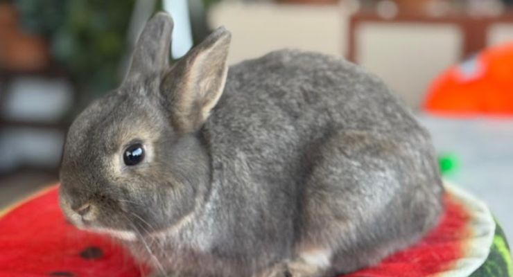Ağrı Ev Tavşanı