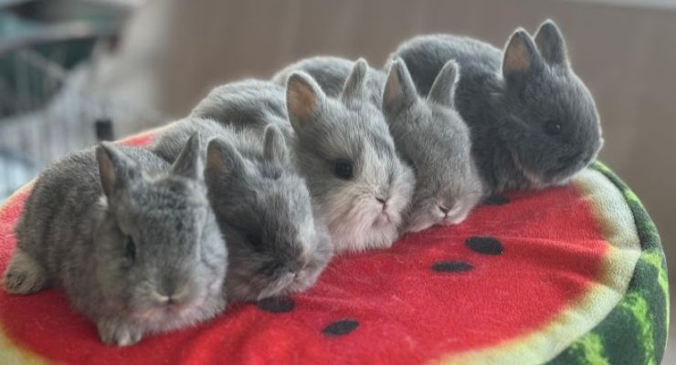 Ağrı Evcil Tavşan