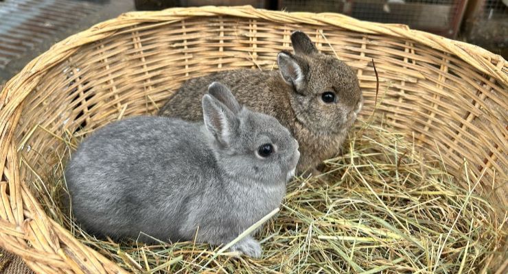 Ağrı Yavru Tavşan