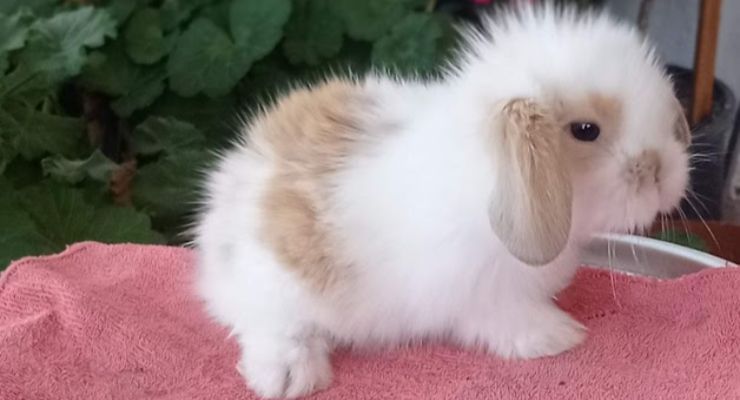 Ağrı Hollanda Lop Tavşan